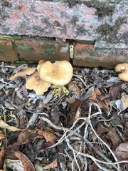 Fungi