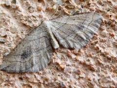 Coenocalpe millierata