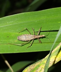 Sastrapada australica