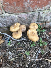 Fungi