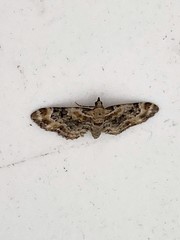 Eupithecia linariata