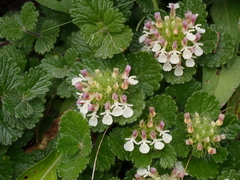 Teucrium pyrenaicum