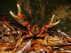 Euastacus urospinosus