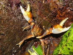 Euastacus urospinosus
