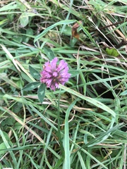 Trifolium pratense