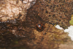 Corynomalus vestitus