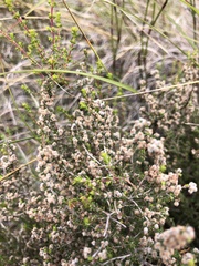Erica puberuliflora