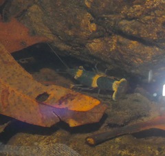 Euastacus hystricosus