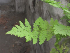 Thelypteris palustris