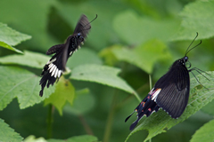 Papilio polytes stichius