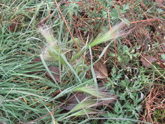 Hordeum jubatum