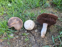 Agaricus porphyrocephalus