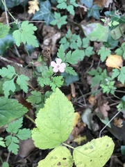 Geranium robertianum