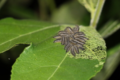 Poneridia semipullata