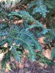 Sequoia