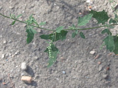 Chenopodium album