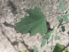Chenopodium album