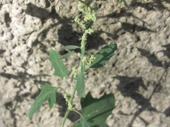 Chenopodium album