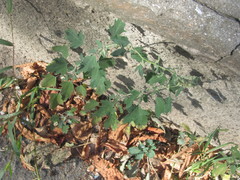 Chenopodium album
