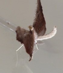 Macrosoma rubedinaria