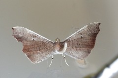 Macrosoma rubedinaria