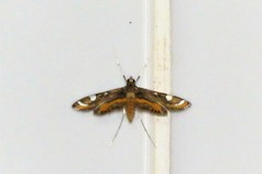 Strepsinoma croesusalis
