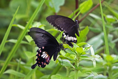 Papilio polytes stichius