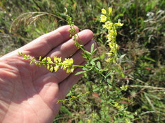 Melilotus suaveolens