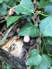 Fungi