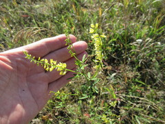 Melilotus suaveolens