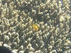 Pomacentrus moluccensis