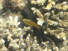 Pomacentrus moluccensis