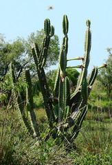 Cereus stenogonus