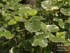 Polyscias balfouriana marginata