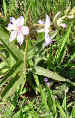 Chaetogastra gracilis