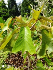 Pterospermum grandiflorum