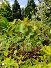 Pterospermum grandiflorum