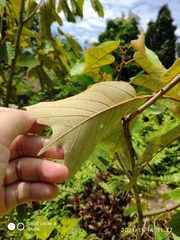 Pterospermum grandiflorum