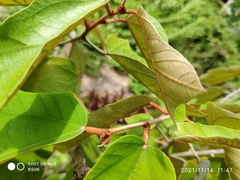 Pterospermum grandiflorum
