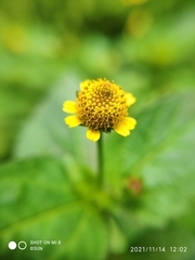 Acmella ciliata