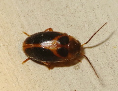 Sacodes pulchella