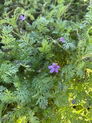 Erodium cicutarium cicutarium