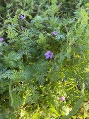 Erodium cicutarium cicutarium