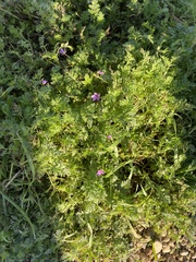 Erodium cicutarium cicutarium