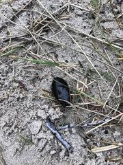 Dytiscus dimidiatus
