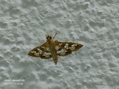 Sameodes