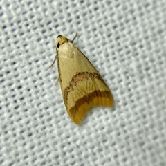 Hapaloteucha paragramma