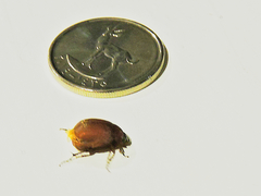 Maladera insanabilis