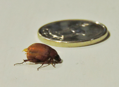 Maladera insanabilis