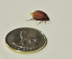 Maladera insanabilis